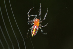 Alpaida grayi