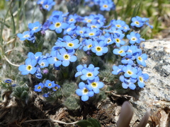 Eritrichium argenteum