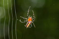 Alpaida grayi