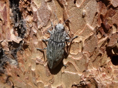 Chalcophora angulicollis