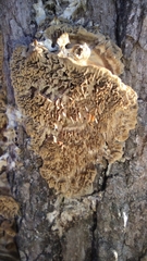 Subantrodia juniperina