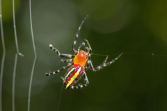 Alpaida grayi