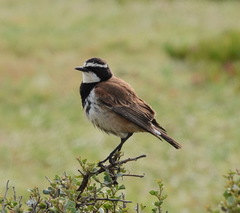 Oenanthe pileata pileata