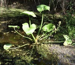 Sagittaria montevidensis