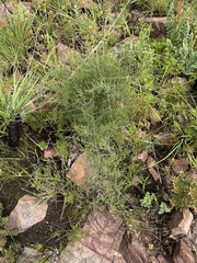 Asparagus transvaalensis