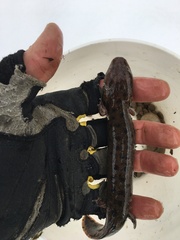 Necturus maculosus