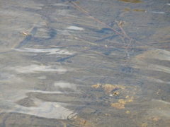 Limnoporus notabilis