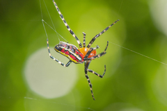 Alpaida grayi