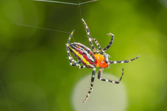 Alpaida grayi