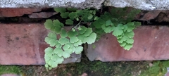 Adiantum raddianum