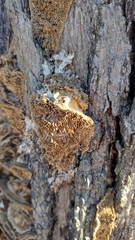 Subantrodia juniperina