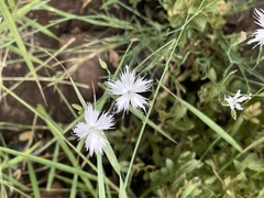 Dianthus mooiensis