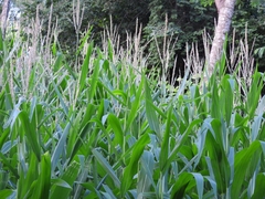 Zea mays