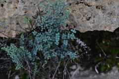 Argyrochosma microphylla