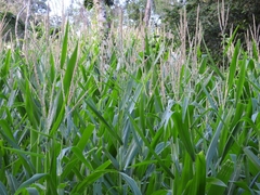Zea mays