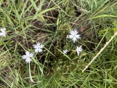 Dianthus mooiensis