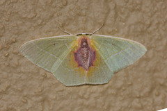 Nemoria astraea