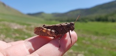 Bryodemella tuberculata