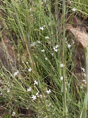 Dianthus mooiensis