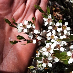 Leptospermum brevipes