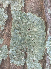 Punctelia rudecta