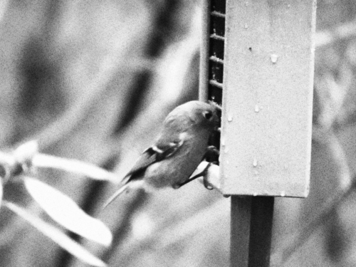 Ruby-crowned Kinglet photographed in Indiana