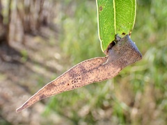 Cymbacha