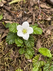Rubus geoides