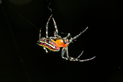 Alpaida grayi