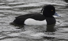 Aythya fuligula