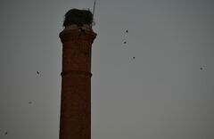 Ptyonoprogne rupestris