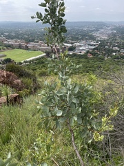 Searsia zeyheri