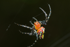 Alpaida grayi