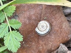 Xerolenta obvia