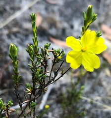 Hibbertia devitata