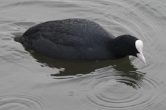 Fulica atra