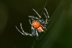 Alpaida grayi