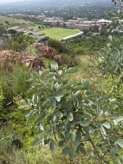Searsia zeyheri