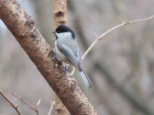 Carolina Chickadee photographed in Indiana