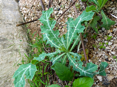 Argemone mexicana