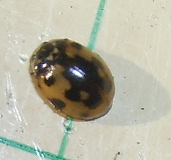 Adalia decempunctata