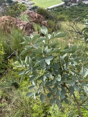 Searsia zeyheri