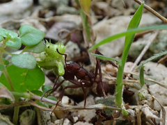 Acromyrmex octospinosus