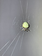 Araneus apricus