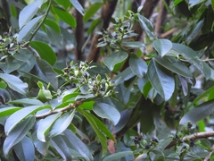 Lonchocarpus