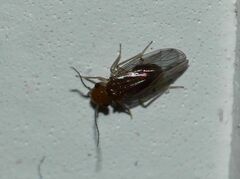 Ectopsocidae