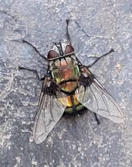 Rutilia