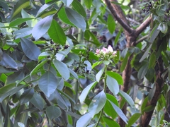 Lonchocarpus