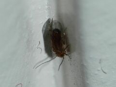 Ectopsocidae