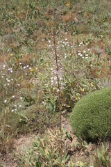 Asphodelus